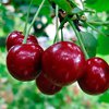 Вишня оберегает от инсульта