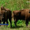 На Буковине взялись разводить в вольерах зубров
