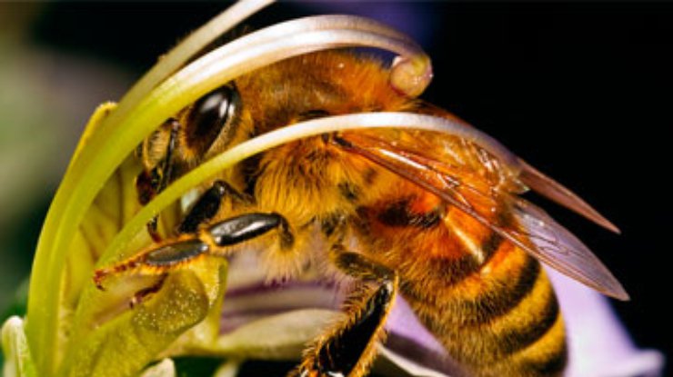 В Хорватии вывели пчел-миноискателей