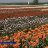 Цветовод превратил Черновцы в мини-Голландию