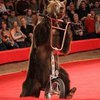 В Набережных Челнах у циркового медведя украли велосипед