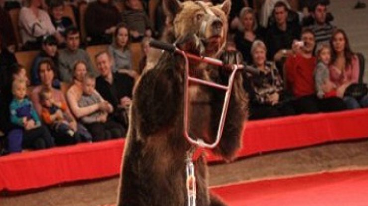 В Набережных Челнах у циркового медведя украли велосипед
