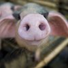 На Херсонщине предотвратили распространение зараженной свинины