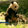 Зоопарк Мадрида попрощался с пандами-близнецами бурной вечеринкой