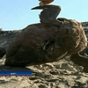 На берегах чилийского города Ла-Серена нашли сотни мертвых птиц