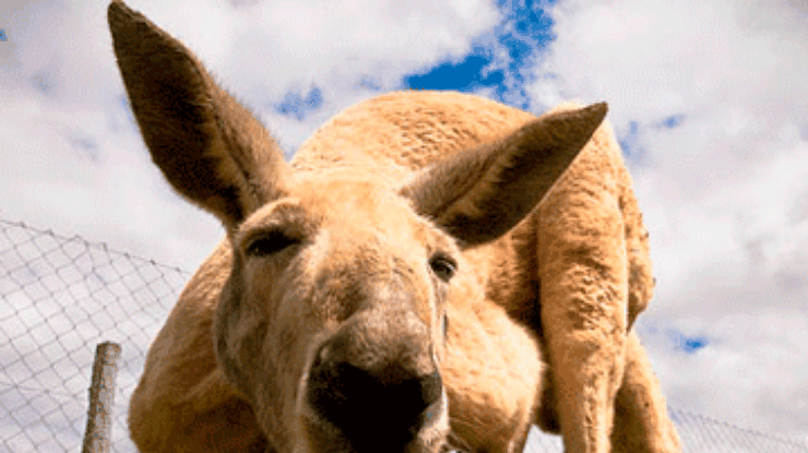 На австралийского политика напал кенгуру