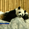 Зоопарк Торонто взял у Китая в аренду две гигантских панды