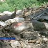 На заводе близ Тернополя гниют тонны животных останков