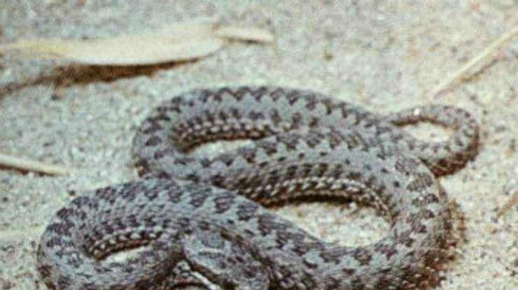 На Херсонщине после укуса змей в реанимацию попали два человека