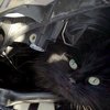 Кошка из Ноттингема две недели провела под капотом машины