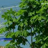 Из-за "каштанового скандала" ушел с поста директор зеленстороя