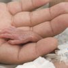 Женщина "воскресла", услышав крик новорожденной дочери