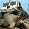 В Индии поезд сбил насмерть трех слонов