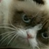 Голливуд снимет комедию о сердитом коте