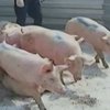 Россия обвинила Грузию в биологической диверсии