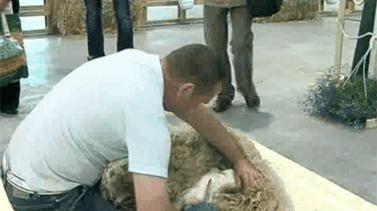 Поросячьи бега и стрижка овец: Во Львове прошли соревнования фермеров