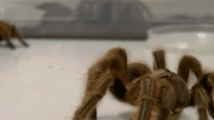Чилийские фермеры приручают тарантулов