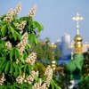 Скандал с каштанами: "Киевзеленстрой" знал, что покупает обычные деревья вместо элитных?