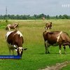 С 2015 года домашнее молоко и мясо окажутся вне закона