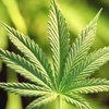 Нидерланды заплатят продавцам марихуаны за прекращение наркотуризма