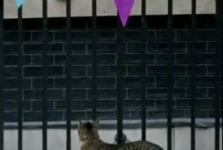 Британские журналисты заподозрили в шпионаже кошку министра финансов