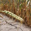 На Херсонщине из-за засухи погибло уже 10% зерновых