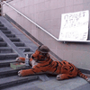 В центре Киева "попрошайничает" плюшевый тигр (фото)