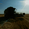 Засуха нанесла значительный урон урожаю зерновых на Херсонщине
