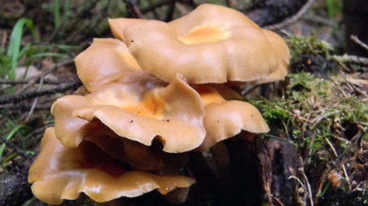 На Хмельнитчине ввели налог на сбор грибов в лесу