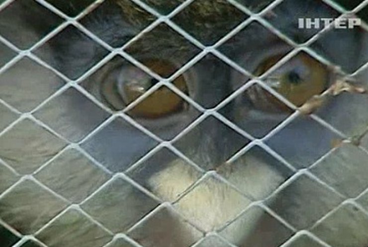 В Борисполе задержали груз из 15 обезьян