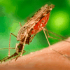 В Москве обнаружили личинки малярийных комаров