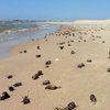 С литовских пляжей уберут 80 тонн дохлых жуков