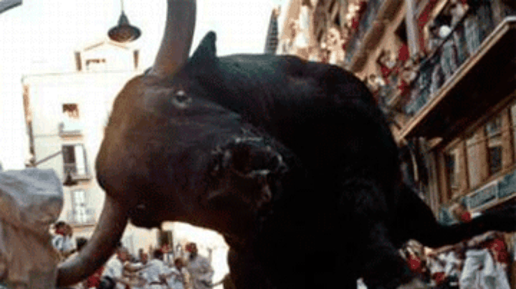 Испанец поймал на дороге 200-килограммового быка, сбежавшего из грузовика