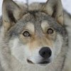 На Ривненщине волчица покусала подростка