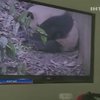 В китайском зоопарке родилась двойня панд