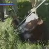 На Виннитчине из канализации вытащили корову