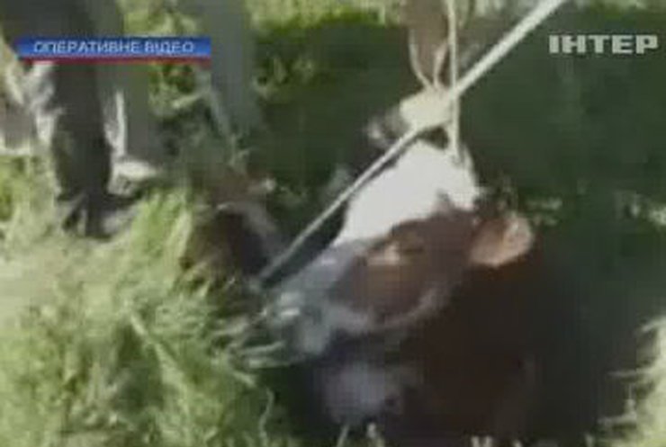 На Виннитчине из канализации вытащили корову
