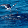 Южноамериканские чайки научились нападать на китов