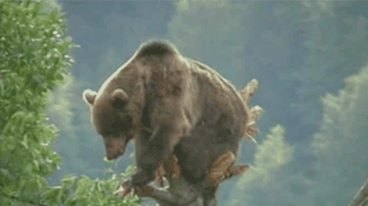 В Румынии медведь застрял на дереве, запутавшись в браконьерской петле