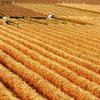 Украина экспортирует рекордный объем зерна в этом году