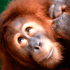 Орангутанга, растолстевшего от фастфуда, посадили на диету