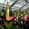 В Бельгии расцвел самый большой и вонючий цветок в мире
