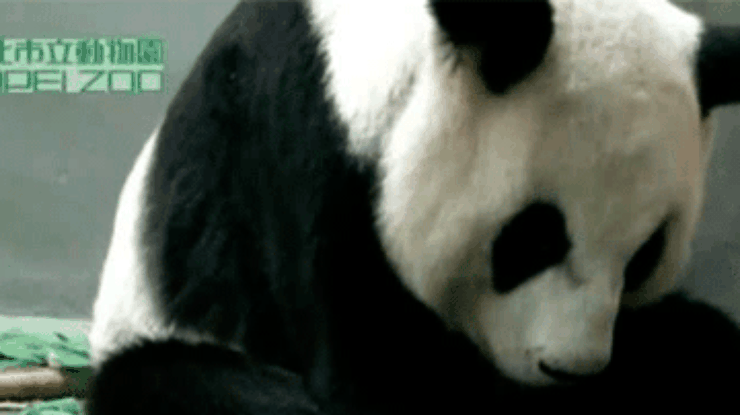 В тайваньском зоопарке родила искусственно оплодотворенная панда