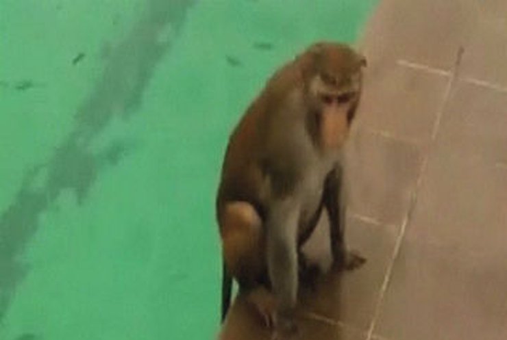 В Индии обезьянка плавала вместе с людьми