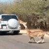 Южноафриканская антилопа скрылась от гепардов в автомобиле туристов