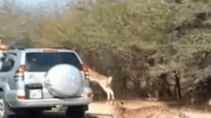 Южноафриканская антилопа скрылась от гепардов в автомобиле туристов