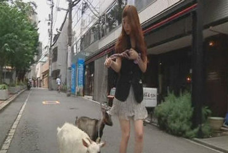 В Японии открылось кафе с парковкой для козлов