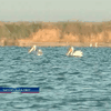 В Запорожскую область прилетели пеликаны