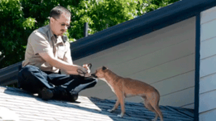 Застрявшего на крыше пса спасли с помощью хот-дога