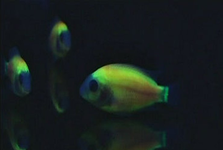 Тайваньские ученые презентовали флуоресцентных рыбок